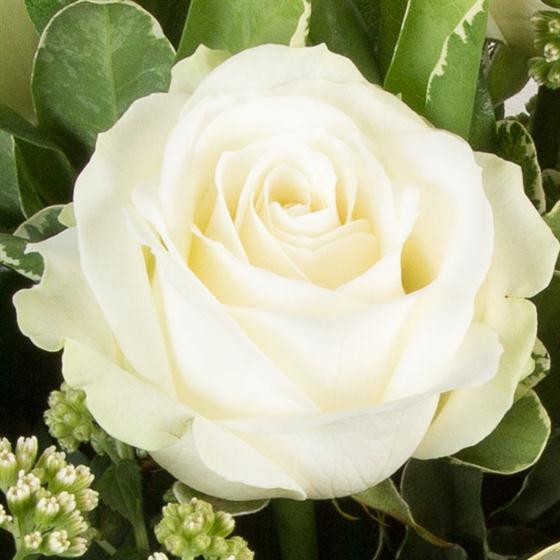 single-white-rose